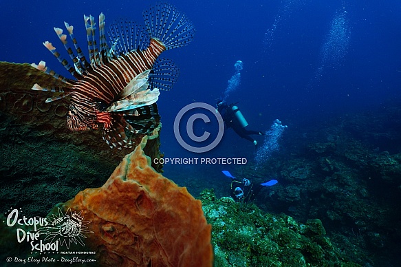 Roatan 2019